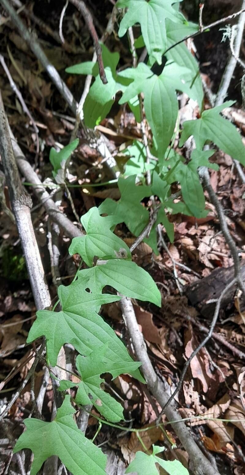 Dioscorea andina habit