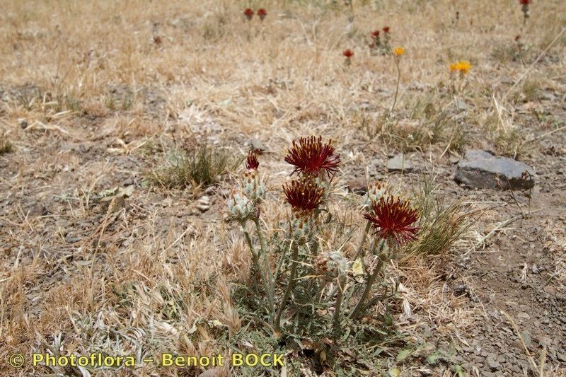 Centaurea pubescens habit