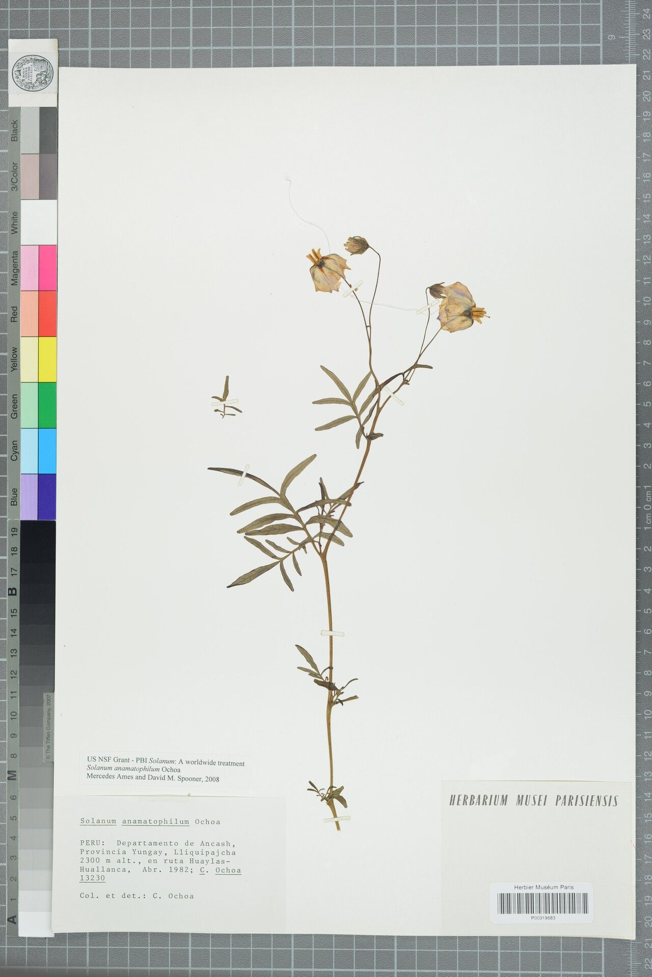 Solanum anamatophilum — houseplant care guide