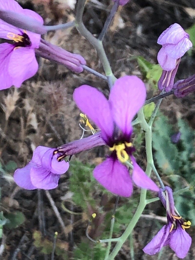 Moricandia moricandioides flower