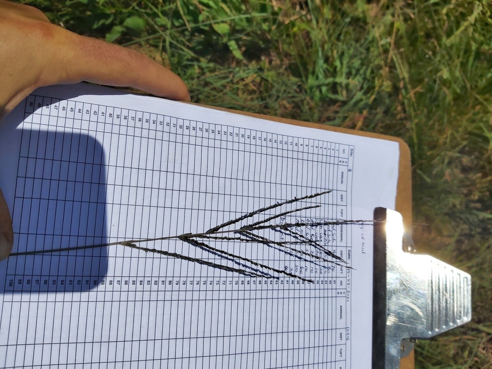 Digitaria diagonalis fruit