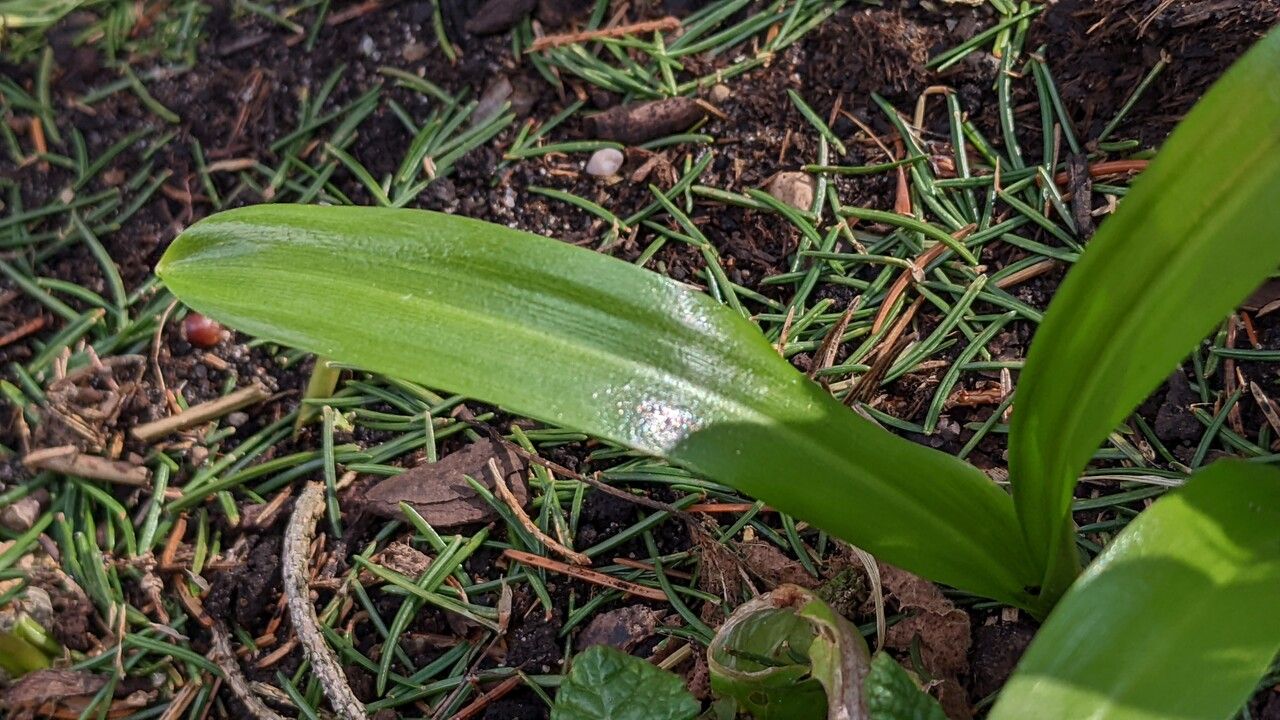 Galanthus woronowii leaf