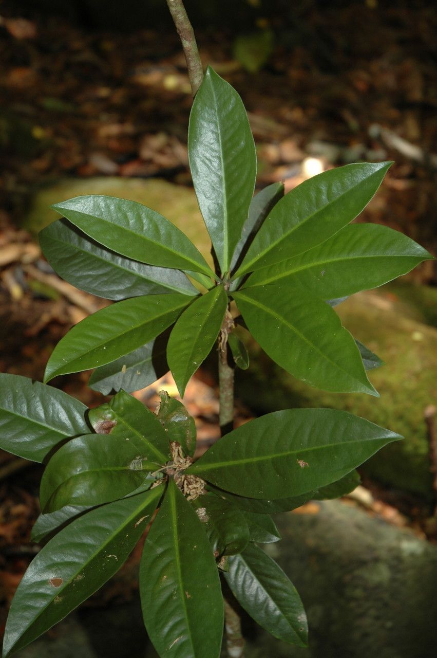 Discocalyx megacarpa — houseplant care guide