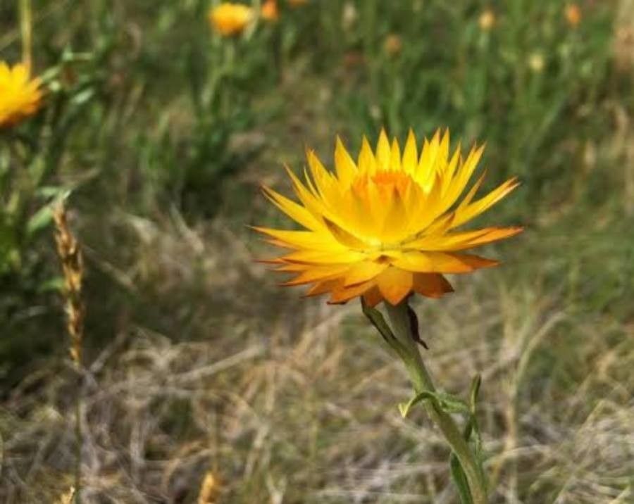 Xerochrysum subundulatum — related species from the same genus