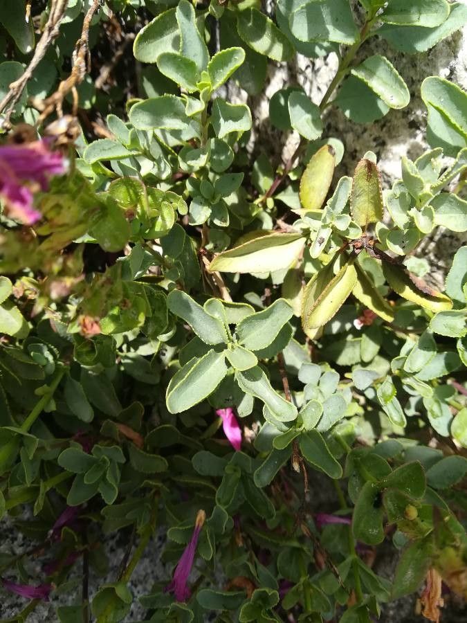 Penstemon newberryi leaf
