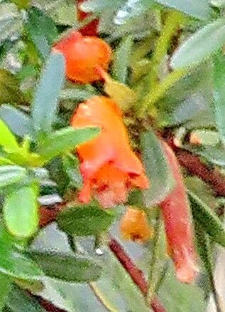 Rhododendron quadrasianum flower