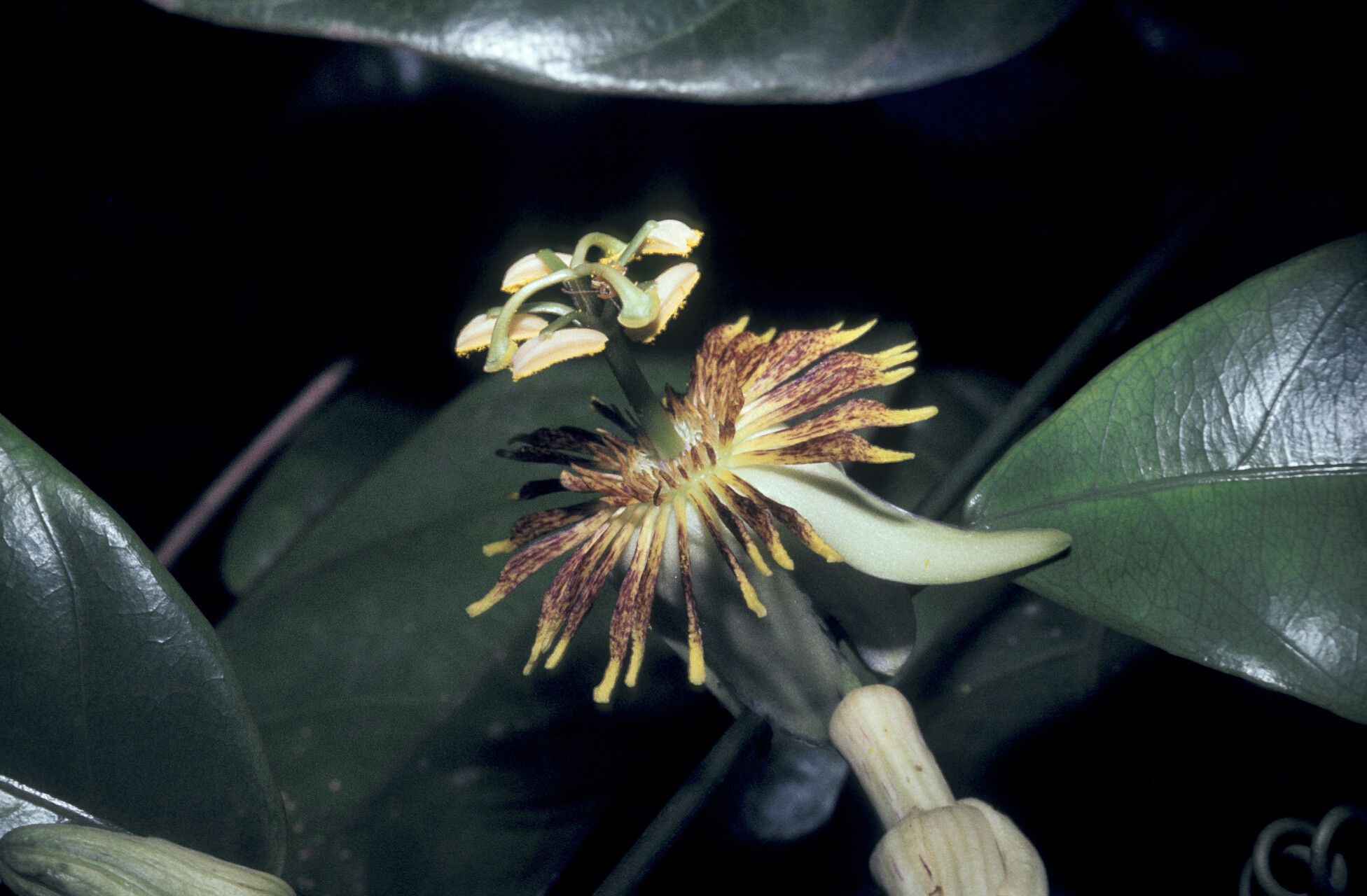 Passiflora jussieui — houseplant care guide