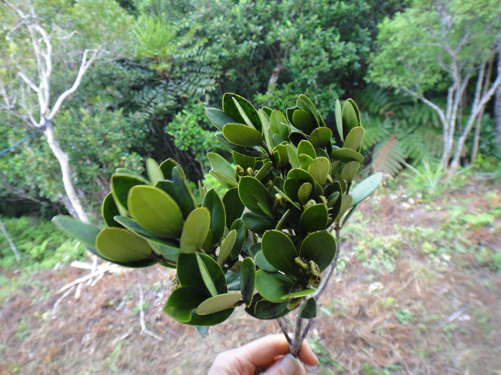 Hedycarya perbracteolata habit