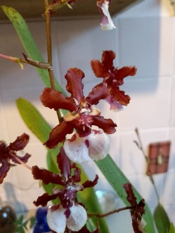 Oncidium altissimum fruit
