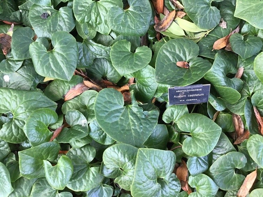 Asarum caudatum — cold hardy houseplant