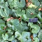 Asarum caudatum