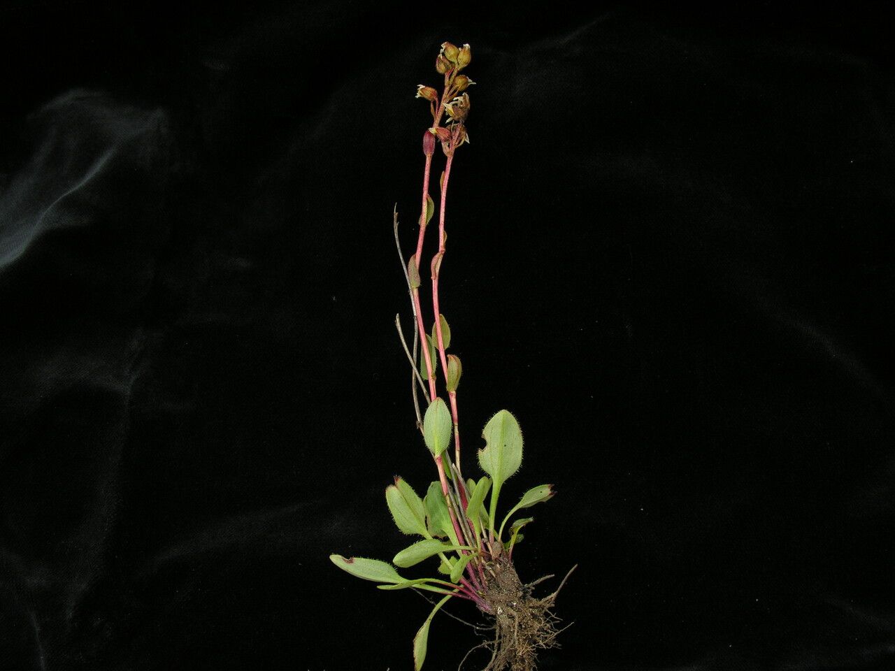 Saxifraga nigroglandulifera — search result for 'Saxifraga'