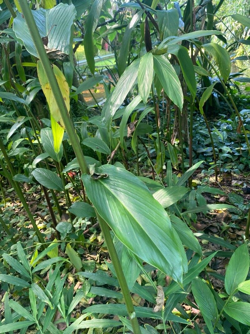 Erucastrum supinum — houseplant care guide