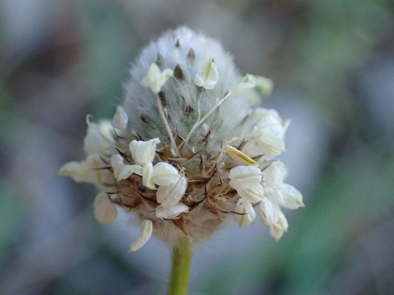 Plantago lagopus flower