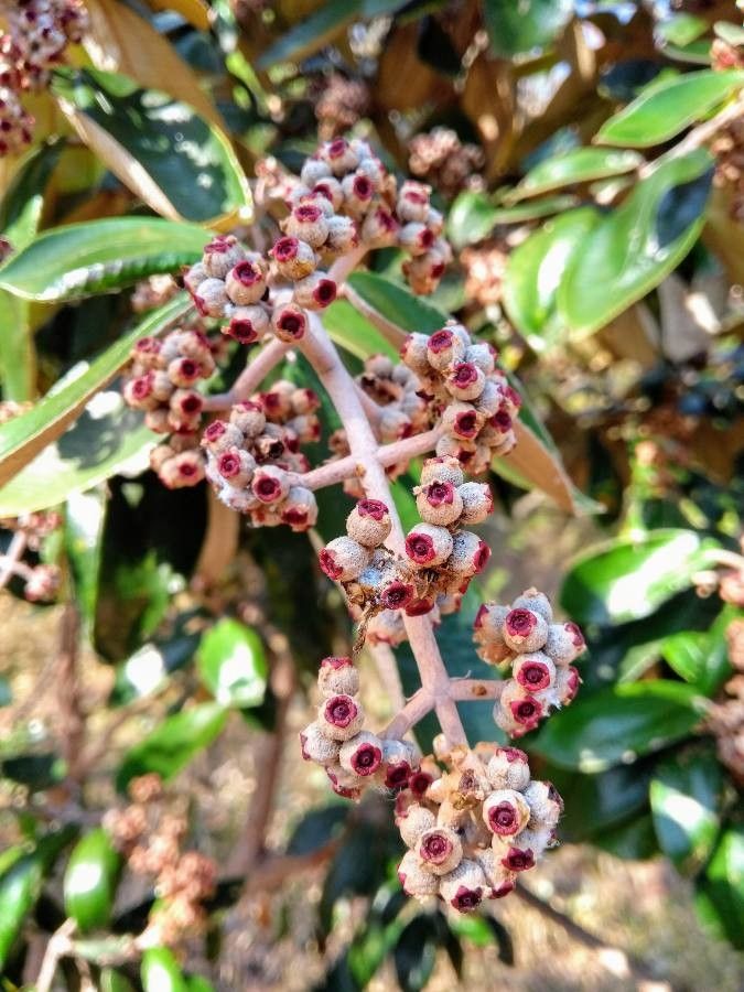Miconia albicans fruit