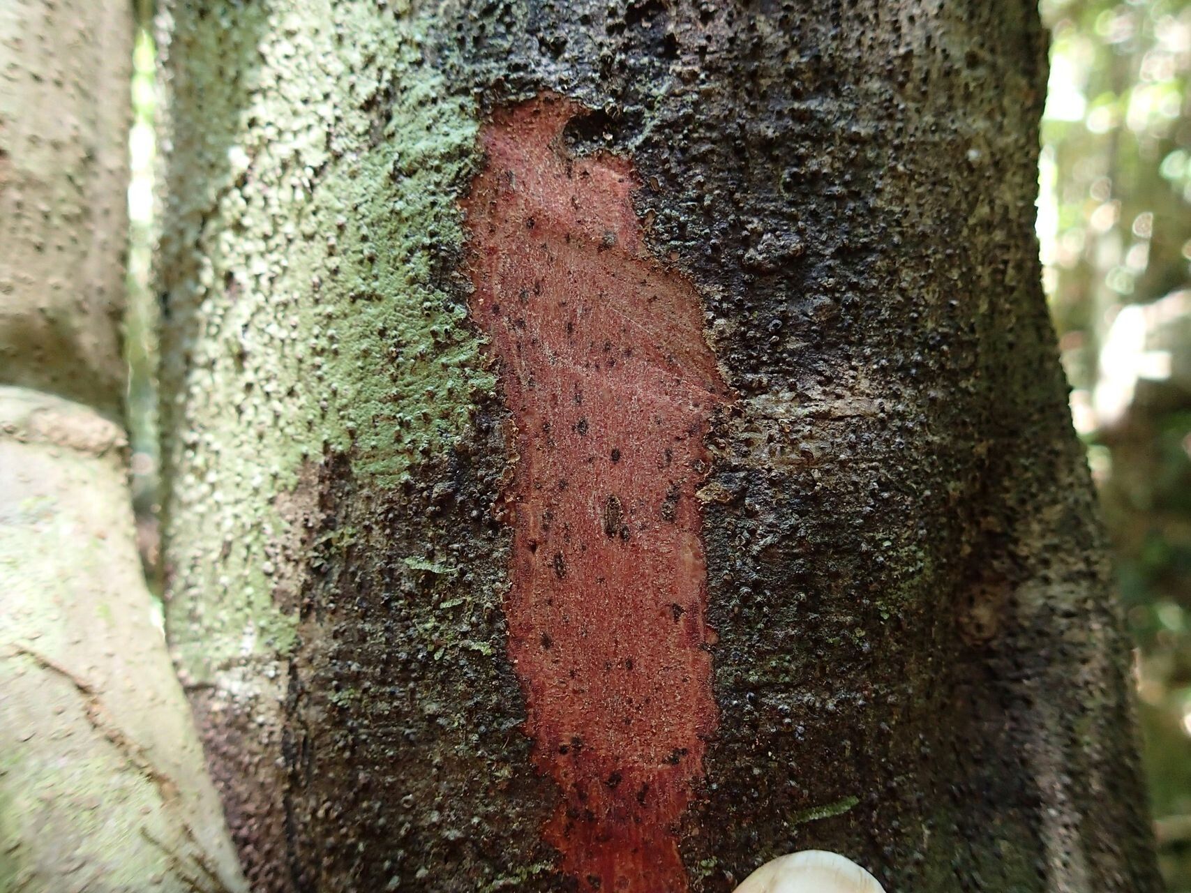 Podonephelium concolor — related species from the same genus