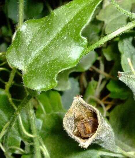 Xerosicyos pubescens leaf