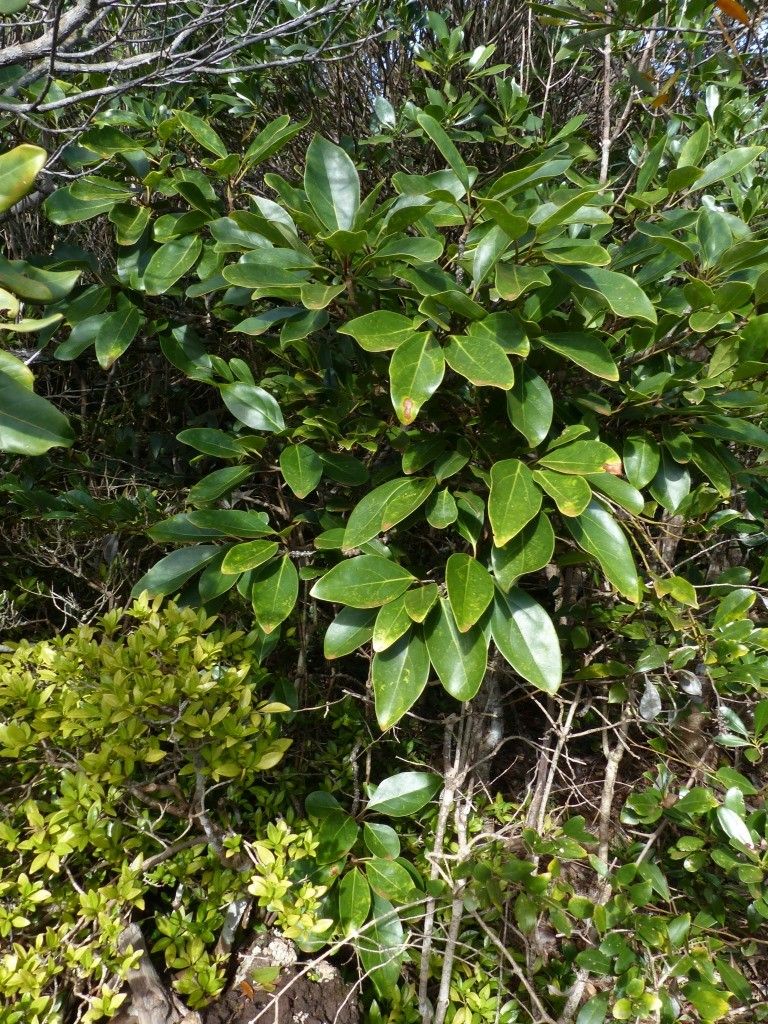 Gmelina tholicola habit