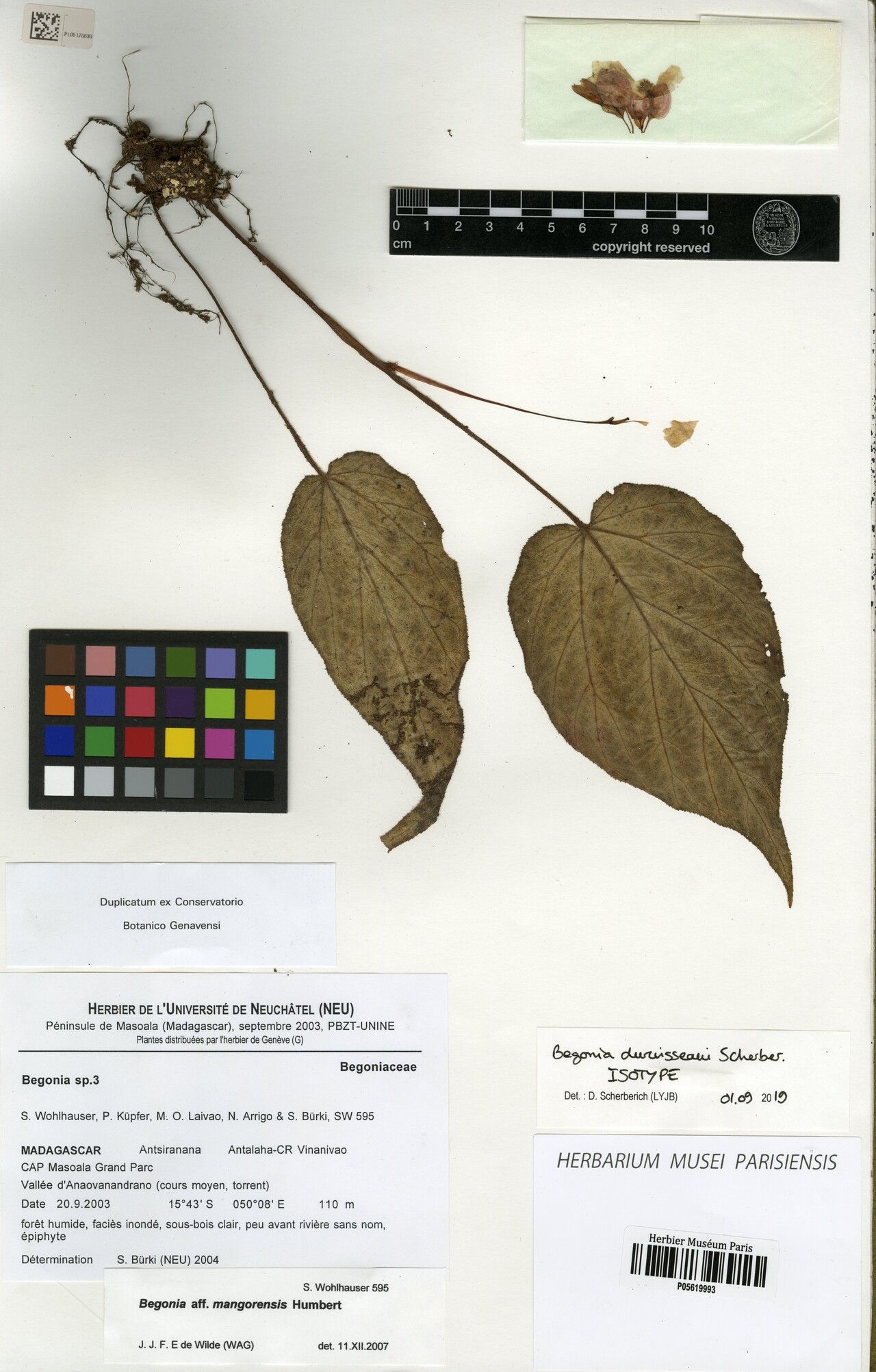 Begonia duruisseaui — houseplant care guide