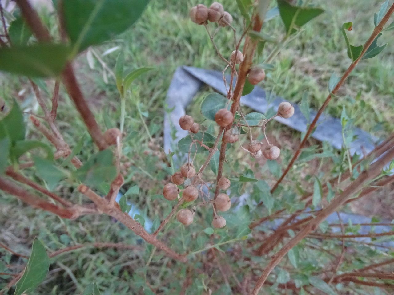 Lawsonia inermis fruit