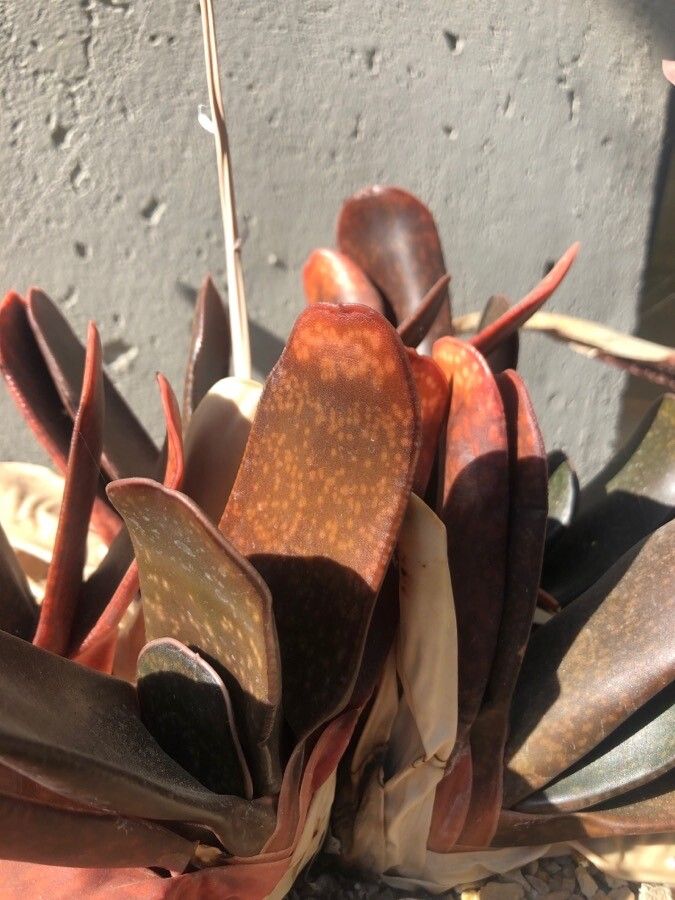 Gasteria pillansii leaf