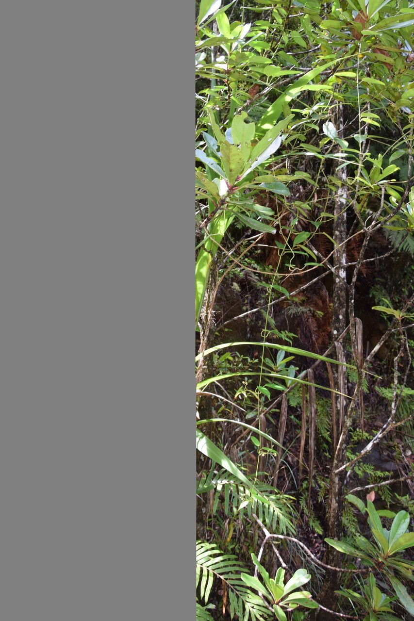 Marsdenia paulforsteri bark