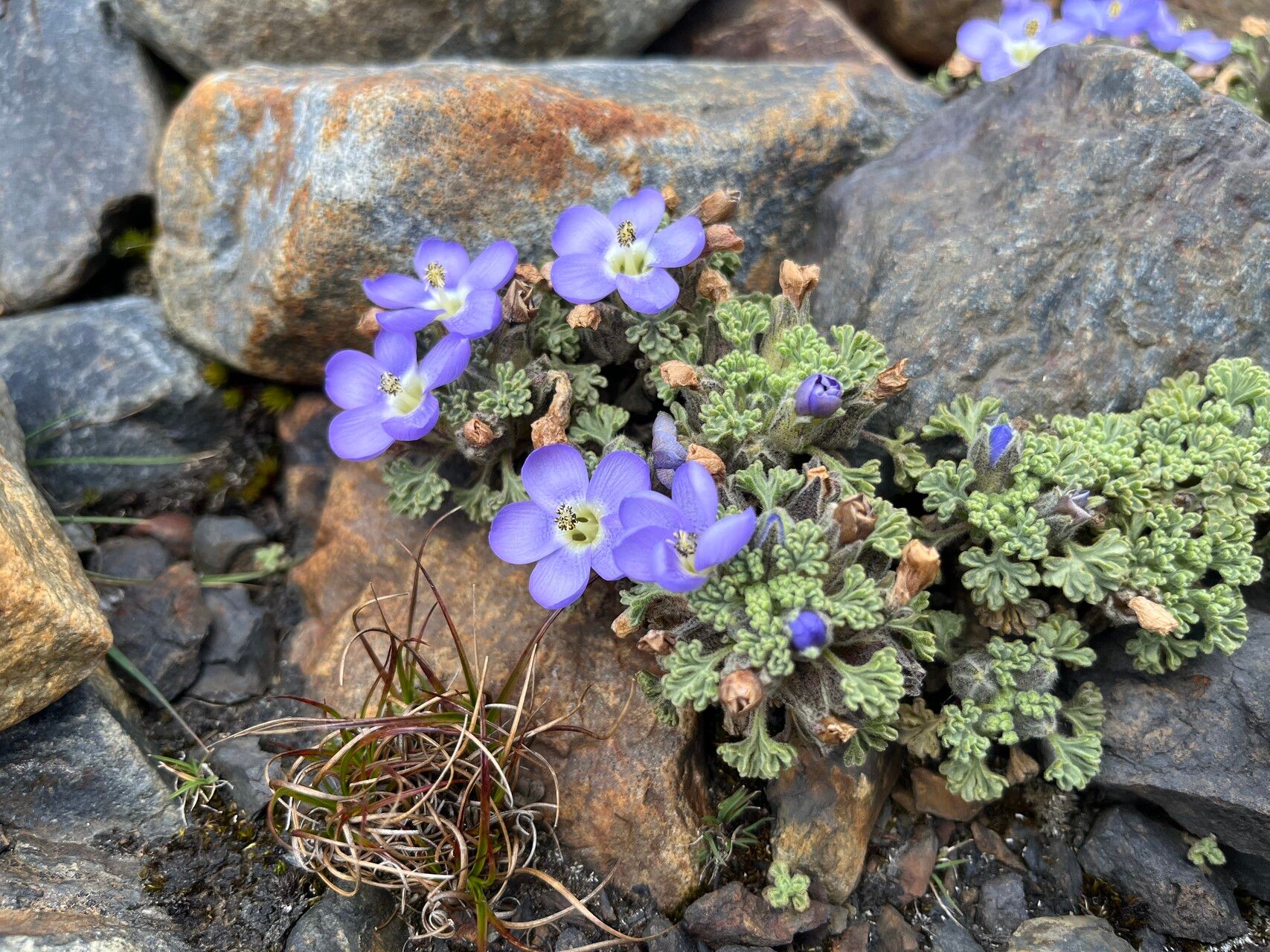 Nototriche obtusa flower