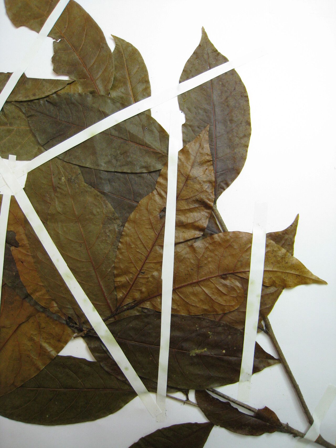 Hirtella davisii — houseplant care guide