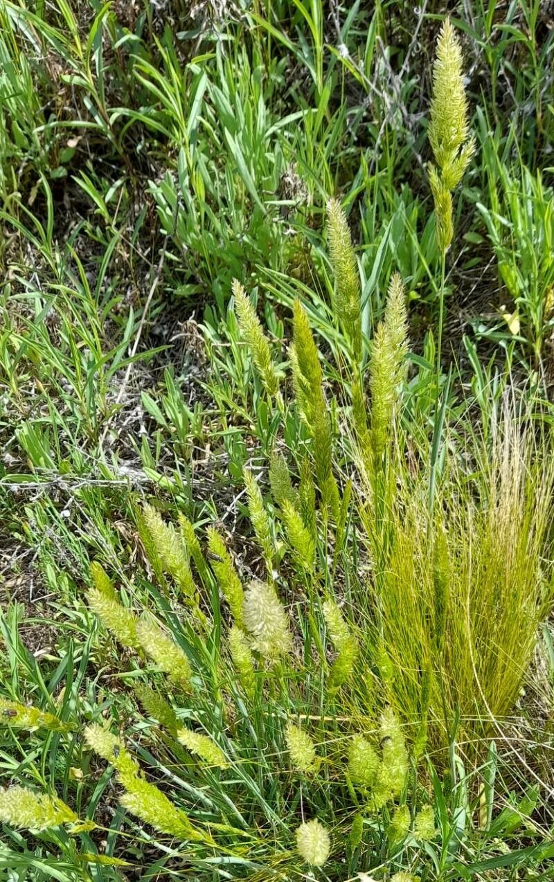Phalaris angusta habit
