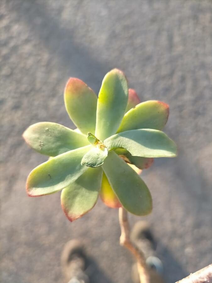 Echeveria macdougallii — search result for 'Echeveria'