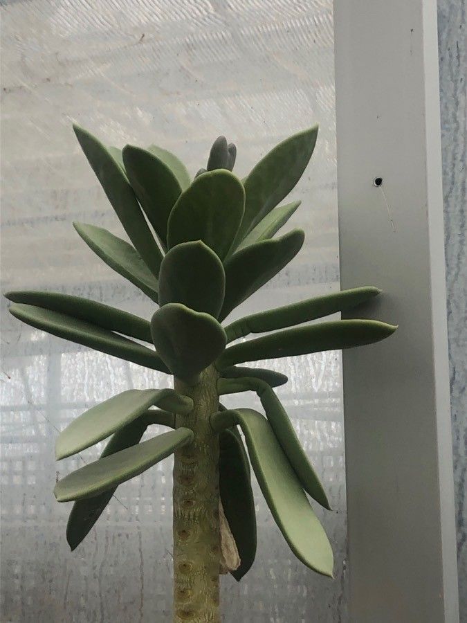 Kalanchoe grandidieri — search result for 'Kalanchoe'