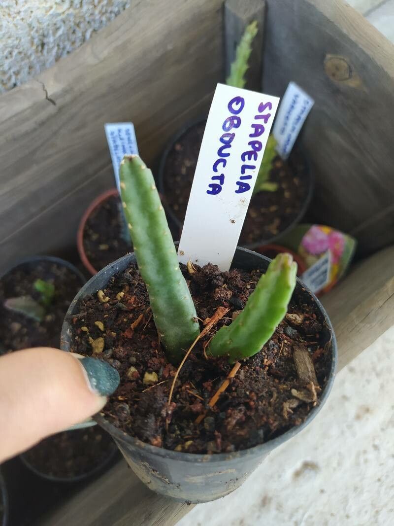 Stapelia obducta — houseplant care guide