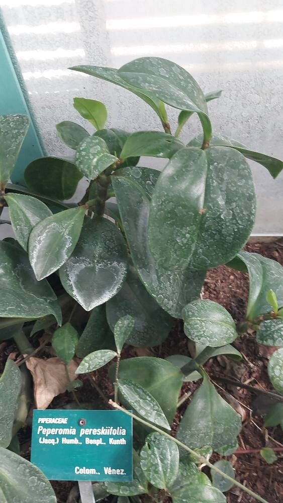 Peperomia pereskiifolia