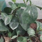 Peperomia pereskiifolia