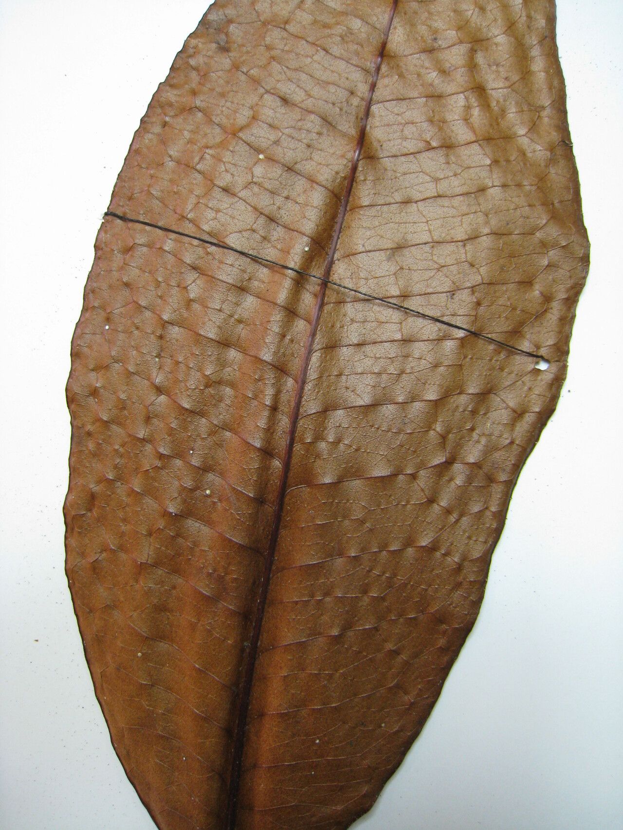 Casearia resinifera other