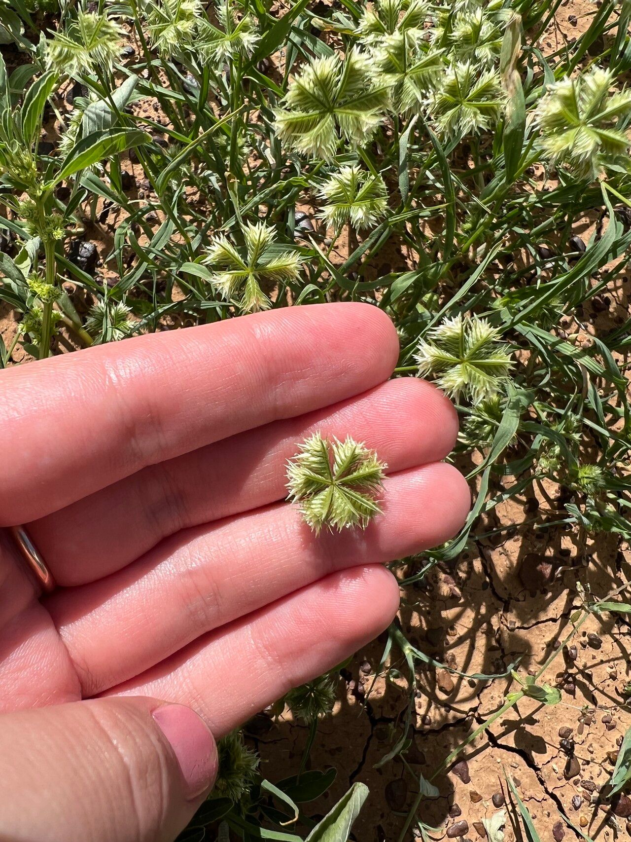 Dactyloctenium radulans fruit