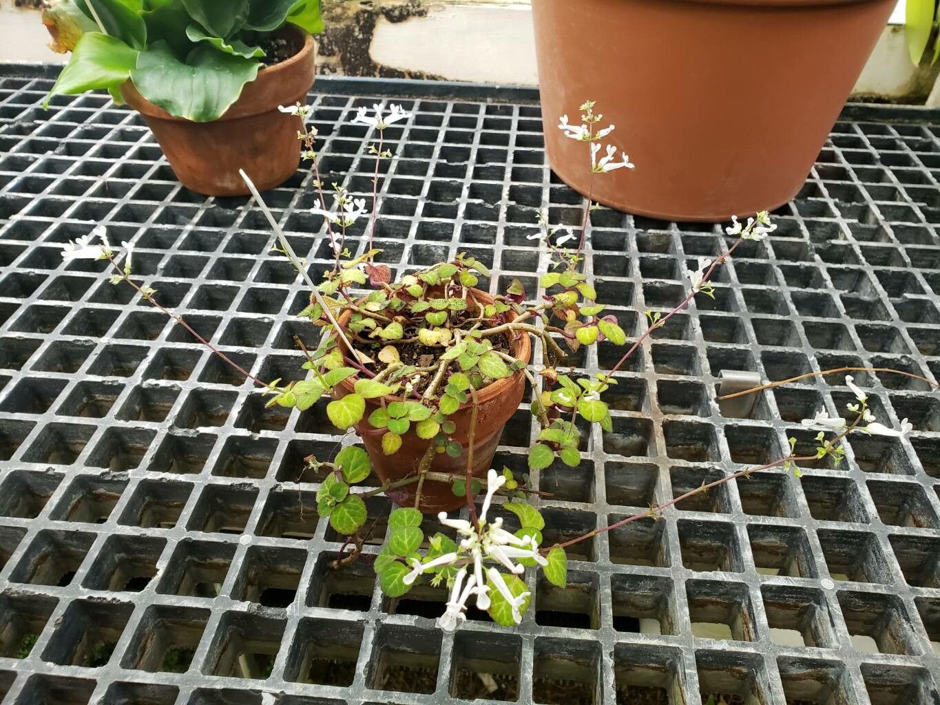 Plectranthus oertendahlii habit