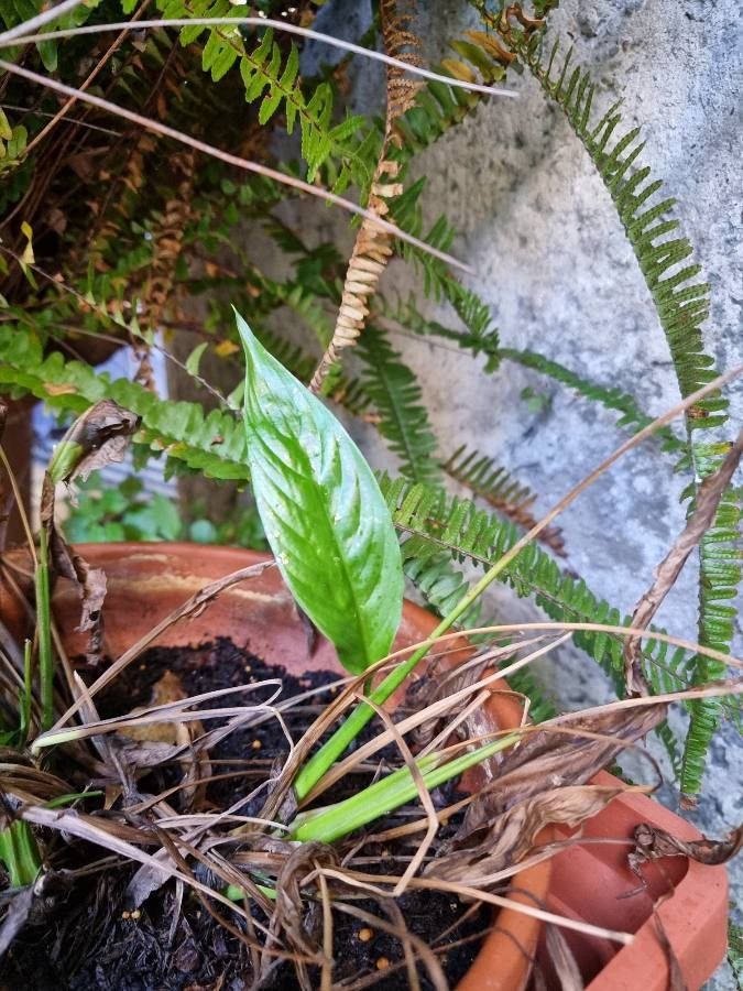 Spathiphyllum atrovirens