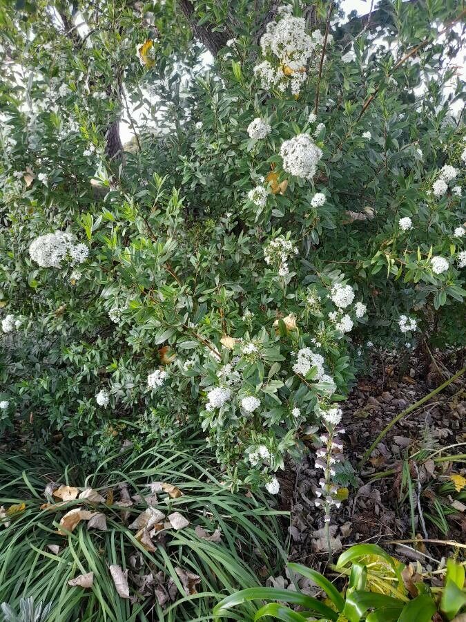 Escallonia bifida habit