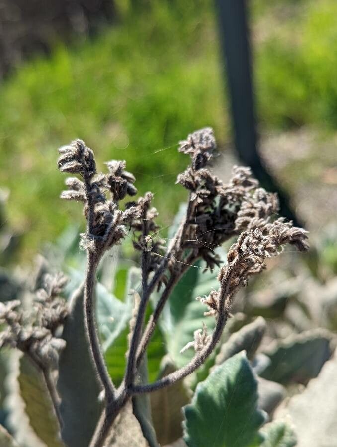 Eriodictyon crassifolium fruit