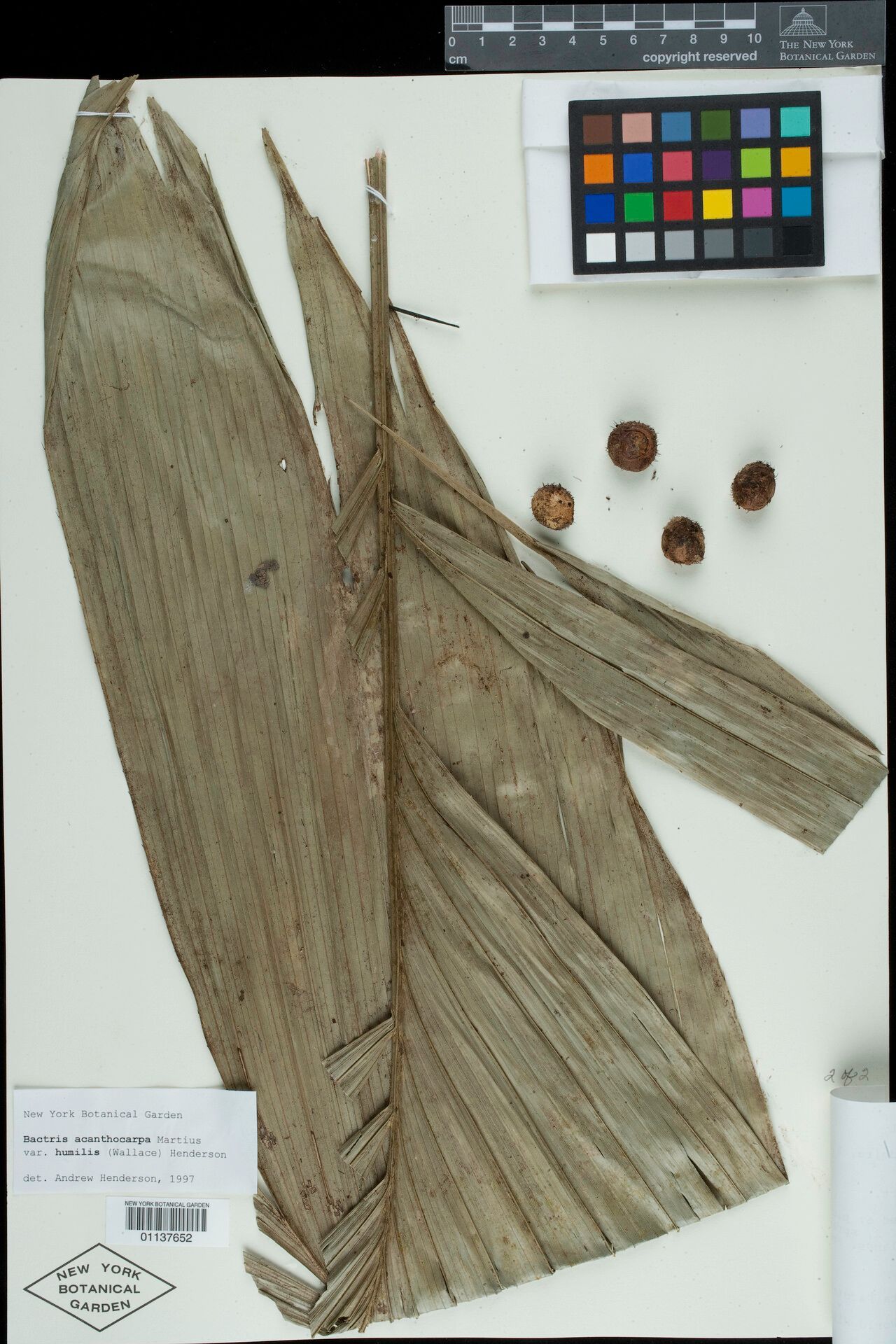 Bactris acanthocarpa fruit