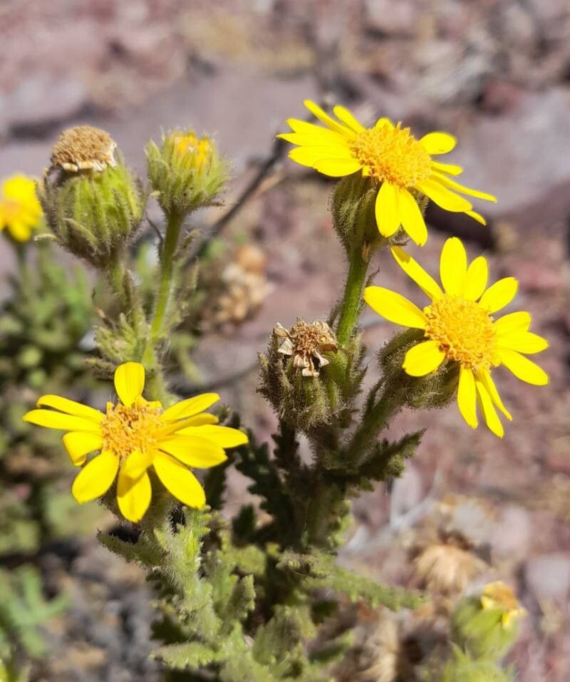 Senecio adenotrichius flower