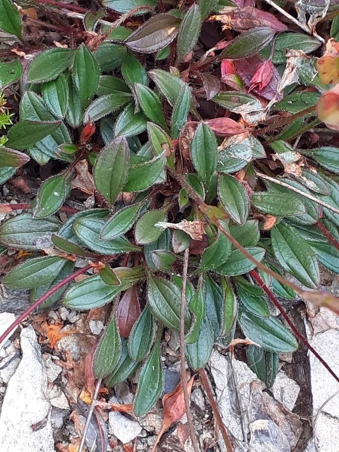 Tuberaria globulariifolia — related species from the same genus