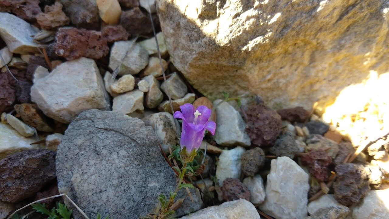 Campanula teucrioides flower