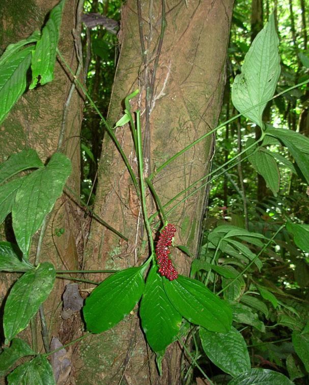 Anthurium trisectum bark