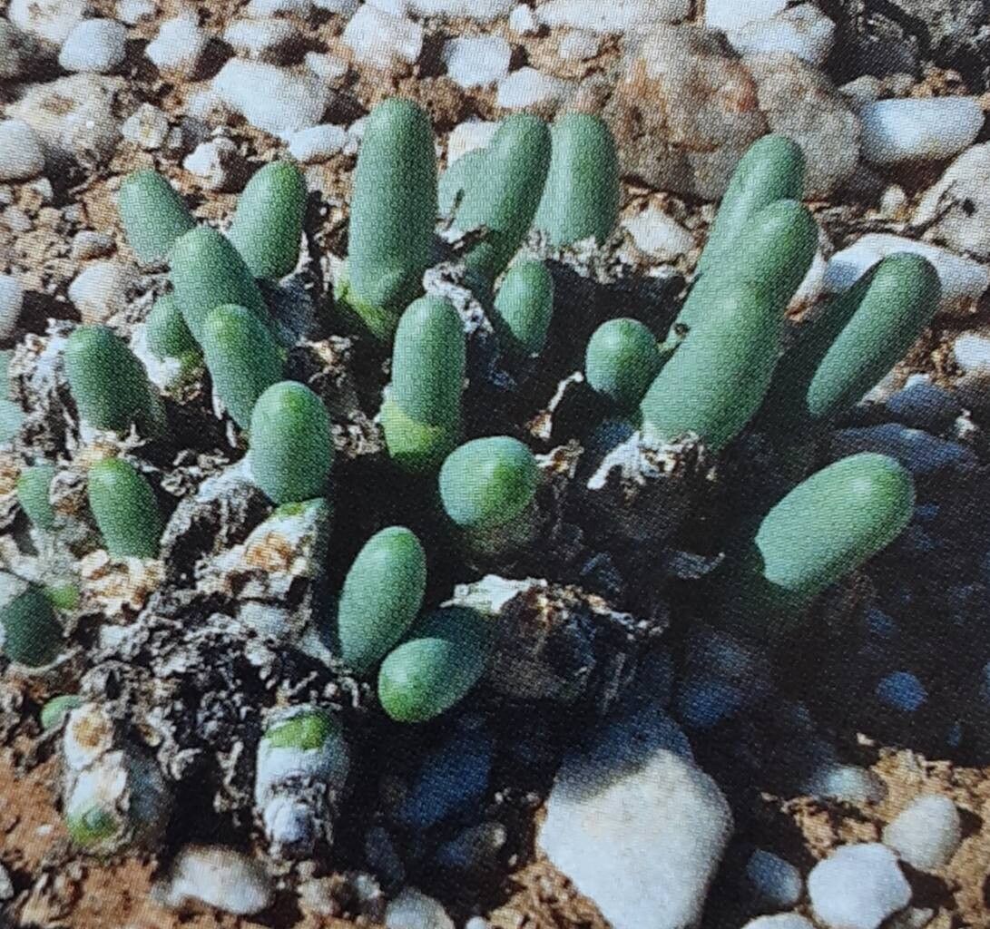 Mesembryanthemum digitatum habit