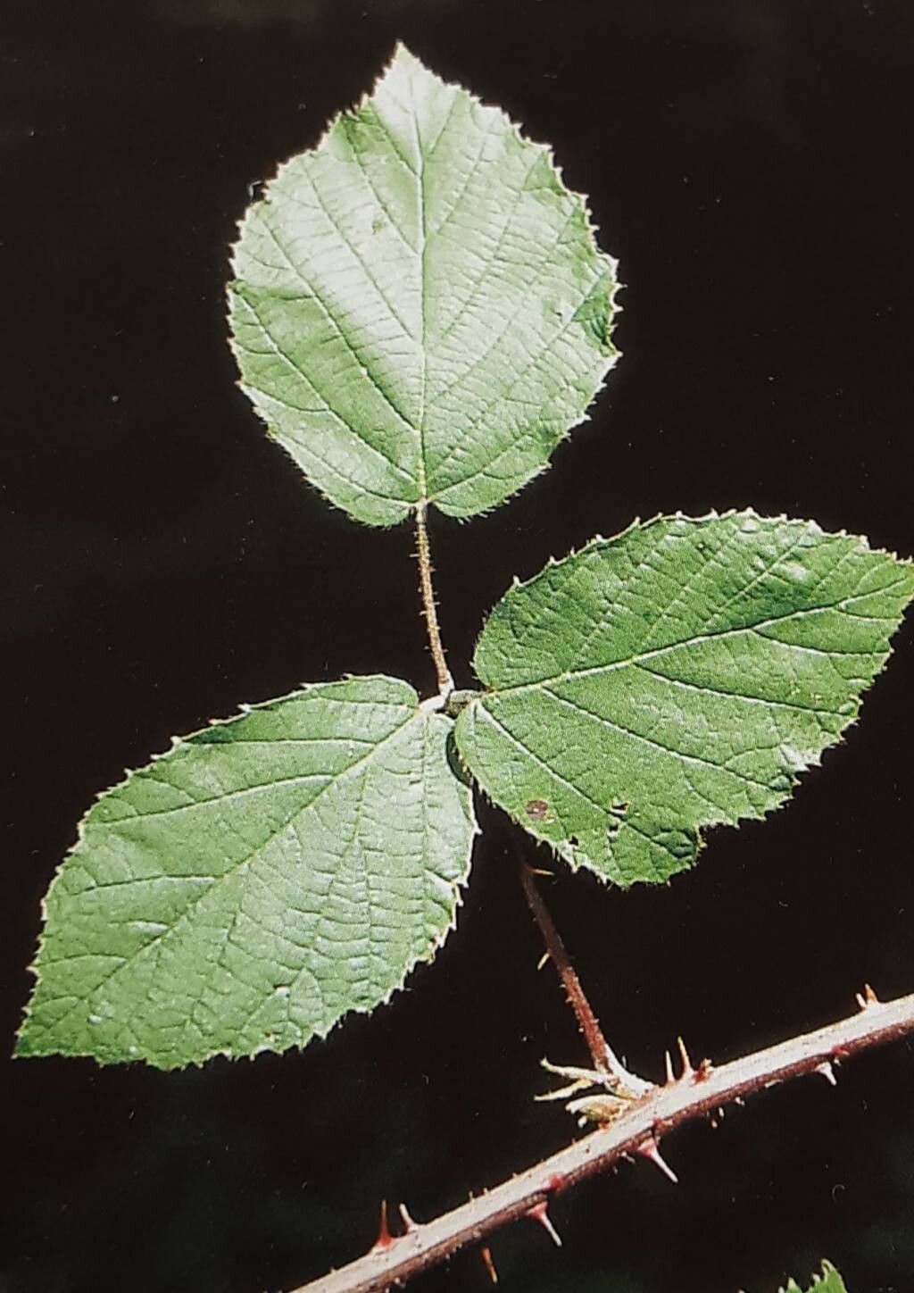 Rubus thelybatos — houseplant care guide