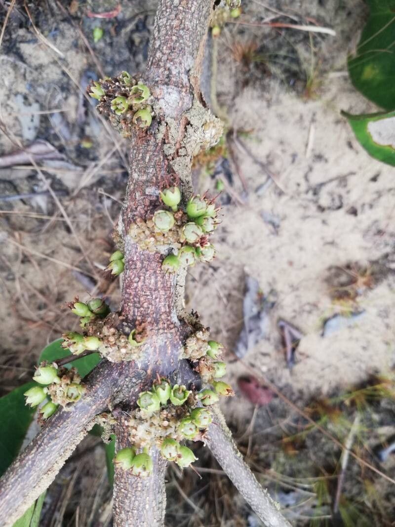 Cassipourea congoensis flower