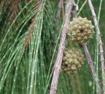 Casuarina glauca fruit