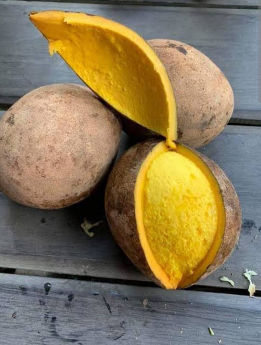 Mangifera pajang fruit